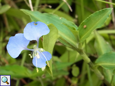 Commelina benghalensis (Benghal Dayflower)