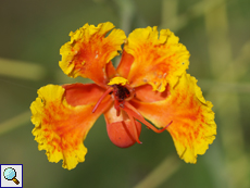 Pfauenstrauch (Pride of Barbados, Caesalpinia pulcherrima), Blüte