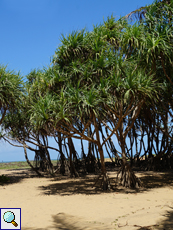 Schraubenbaum (Screw Pine, Pandanus sp.)