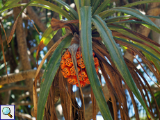 Reife Frucht eines Schraubenbaums (Screw Pine, Pandanus sp.)