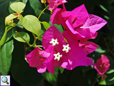 Pracht-Bougainvillee (Great Bougainvillea, Bougainvillea spectabilis)