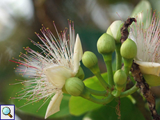 Fischgiftbaum oder Putatbaum (Sea Poison Tree, Barringtonia asiatica)