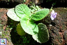 Unbestimmte Pflanze Nr. 8 (Ramonda sp.?)
