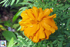 Unbestimmte Pflanze Nr. 9 (Tagetes sp.?)