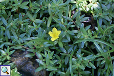Unbestimmte Pflanze Nr. 16 (Portulaca sp.)