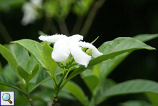 Unbestimmte Pflanze Nr. 49 (Jasminum sp.)