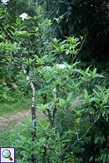 Unbestimmte Pflanze Nr. 49 (Jasminum sp.)