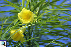 Tropischer Oleander (Yellow Oleander, Thevetia peruviana) Tropischer Oleander (Yellow Oleander, Thevetia peruviana)