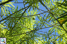 Tropischer Oleander (Yellow Oleander, Thevetia peruviana) Tropischer Oleander (Yellow Oleander, Thevetia peruviana)