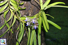 Orchidee (Orchid, Vanda tessellata)