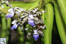 Orchidee (Orchid, Vanda tessellata)