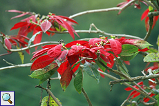 Weihnachtsstern (Poinsettia, Euphorbia pulcherrima)