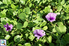 Ziegenfuß-Prunkwinde (Beach Morning Glory, Ipomoea pes-caprae)