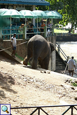 Der blinde Bulle Rajah steigt langsam zum Fluss hinab