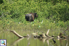 Wasserbüffel am Udawalawe-See