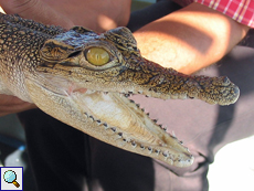 Junges Sumpfkrokodil (Mugger Crocodile, Crocodylus palustris)