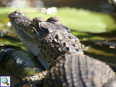 Junges Sumpfkrokodil (Mugger Crocodile, Crocodylus palustris)