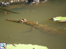 Junges Sumpfkrokodil (Mugger Crocodile, Crocodylus palustris) Junges Sumpfkrokodil (Mugger Crocodile, Crocodylus palustris)