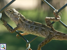 Erwachsene weibliche Blutsaugeragame (Bloodsucker Lizard, Calotes versicolor)