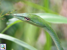 Nasenpeitschenatter (Green Vine Snake, Ahaetulla nasuta)