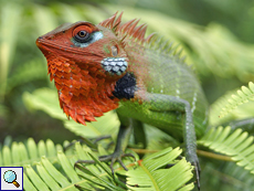 Imponierende männliche Sägerückenagame (Green Forest Lizard, Calotes calotes) Imponierende männliche Sägerückenagame (Green Forest Lizard, Calotes calotes)