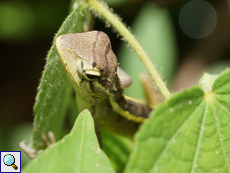 Junge Blutsaugeragame (Bloodsucker Lizard, Calotes versicolor)