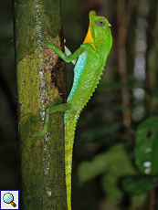 Männliche Lyrakopfagame (Hump-nosed Lizard, Lyriocephalus scutatus), endemische Art