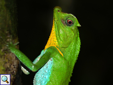 Männliche Lyrakopfagame (Hump-nosed Lizard, Lyriocephalus scutatus), endemische Art