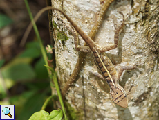 Junge Blutsaugeragame (Bloodsucker Lizard, Calotes versicolor)