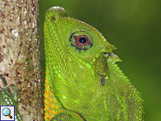 Männliche Lyrakopfagame (Hump-nosed Lizard, Lyriocephalus scutatus), endemische Art