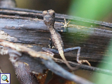 Junge Wiegmanns Agame (Sri Lanka Kangaroo Lizard, Otocryptis wiegmanni)