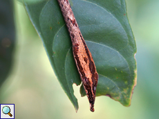 Braunfleck-Peitschennatter (Brown-speckled Whipsnake, Ahaetulla pulverulenta)