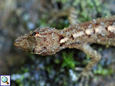 Cnemaspis silvula (Forest Day Gecko), endemische Art Cnemaspis silvula (Forest Day Gecko), endemische Art