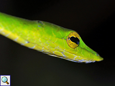 Nasenpeitschennatter (Green Vine Snake, Ahaetulla nasuta)