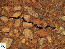 Typhlops mirus (Jan's Blind Snake), endemische Art