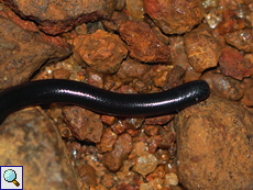 Typhlops mirus (Jan's Blind Snake), endemische Art, vorderer Körper mit Kopf