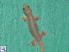 Hausgecko (Four-clawed Gecko, Gehyra mutilata)