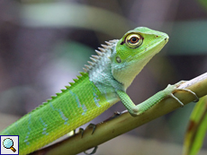 Weibliche Sägerückenagame (Green Forest Lizard, Calotes calotes)