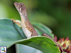 Weibliche Wiegmanns Agame (Sri Lanka Kangaroo Lizard, Otocryptis wiegmanni)