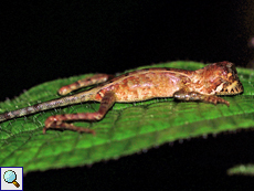 Schlafende Wiegmanns Agame (Sri Lanka Kangaroo Lizard, Otocryptis wiegmanni) Schlafende Wiegmanns Agame (Sri Lanka Kangaroo Lizard, Otocryptis wiegmanni)