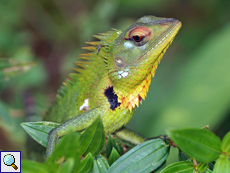 Männliche Sägerückenagame (Green Forest Lizard, Calotes calotes)
