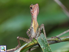 Männliche Wiegmanns Agame (Sri Lanka Kangaroo Lizard, Otocryptis wiegmanni) Männliche Wiegmanns Agame (Sri Lanka Kangaroo Lizard, Otocryptis wiegmanni)