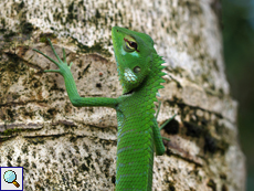 Junge männliche Sägerückenagame (Green Forest Lizard, Calotes calotes)