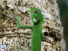 Junge männliche Sägerückenagame (Green Forest Lizard, Calotes calotes) Junge männliche Sägerückenagame (Green Forest Lizard, Calotes calotes)