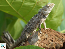 Erwachsene weibliche Blutsaugeragame (Bloodsucker Lizard, Calotes versicolor)