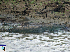 Sumpfkrokodil (Mugger Crocodile, Crocodylus palustris) Sumpfkrokodil (Mugger Crocodile, Crocodylus palustris)