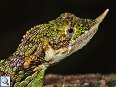 Weibliche Hornagame (Rhino-horned Lizard, Ceratophora stoddartii), endemische Art