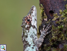 Cophotis ceylanica, Weibchen, endemische Art Cophotis ceylanica, Weibchen, endemische Art