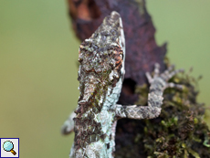 Cophotis ceylanica, Weibchen, endemische Art Cophotis ceylanica, Weibchen, endemische Art