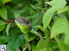 Calotes nigrilabris (Black-lipped Lizard), Männchen, endemische Art